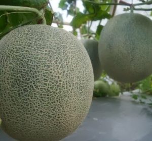 manfaat buah melon, menanam melon, jual benih melon, toko online, lmga agro