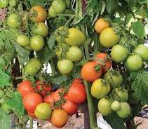 sukses menanam cabe dan tomat-gambar tomat