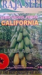 Benih Pepaya, California, Raja Seed, Terbaru, Harga Murah, LMGA AGRO