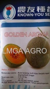 Jual Melon Golden Aroma F1-Known You Seed