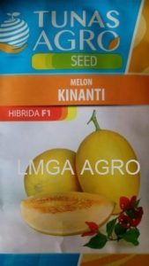 Jual Bibit Melon Kinanti F1-Tunas Agro Seed