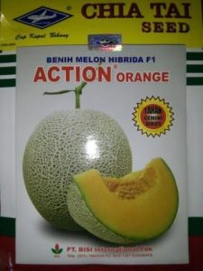 Melon Action Orange, Jual murah Bibit Melon Action Orange, Bibit melon Action Orange, Action Orange Cap Kapal Terbang