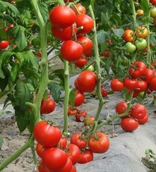 tanaman tomat, tomat f1, tomat f1 corona, cara menanam tomat, toko pertanian, lmga agro