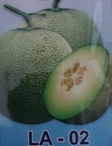 Buah Melon LA-02 F1,LMGA AGRO