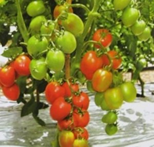 Benih Tomat Hibrida Tahan Virus-gambar tomat
