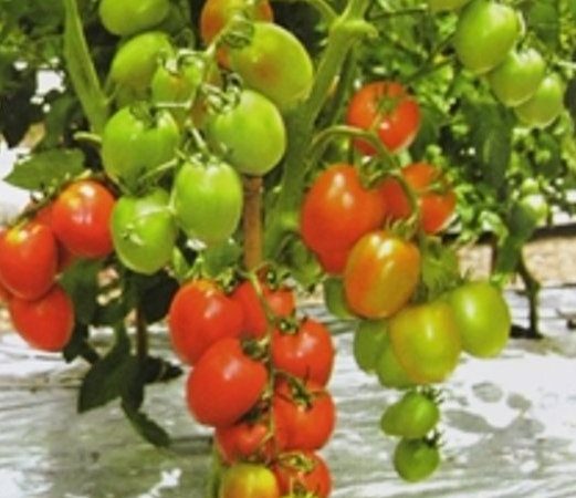 Kenali Manfaat Tomat F1 Corona 402 Dan Cara Menanam