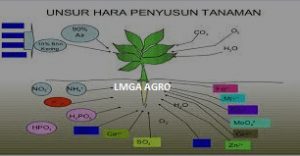 unsur hara tanaman. unsur hara makro dan mikro, unsur hara adalah, unsur hara makro, penyusun unsur hara tanaman, bagan sumber hara tanaman, unsur hara mikro, pupuk, unsur hara esensial, pupuk, npk, toko pertanian, lmga agro