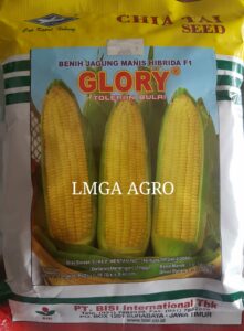 BENIH JAGUNG MANIS F1 GLORY