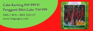 pm 999,budidaya cabe,benih cabe,cabe keriting,bibit cabe,petani cabe,lmga agro