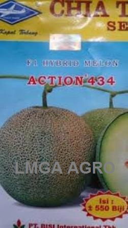 Jual Benih Dan Budidaya Melon Action 88 Kapal Terbang Hasil 45 Ton