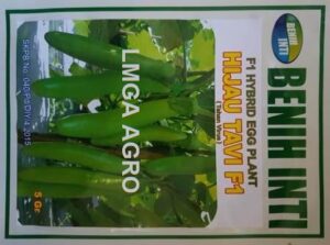 benih terong hijau tavi f1,LMGA AGRO