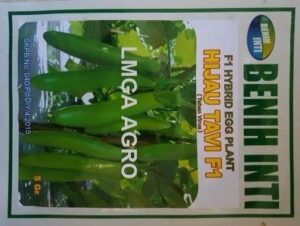 benih terong hijau tavi f1