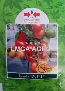 benih tomat marta f1
