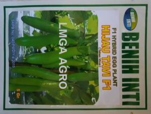 terong hijau tavi f1