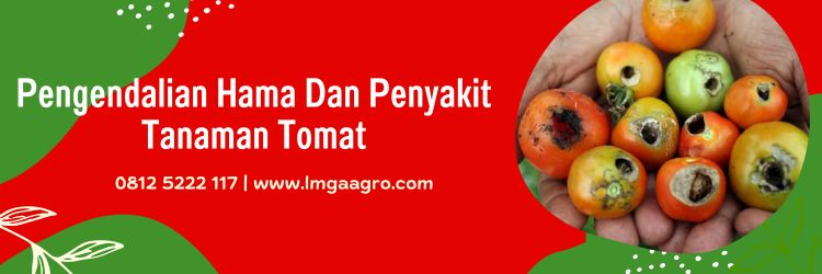 Tomat Hibrida, Budidaya Tomat Hibrida, Tanaman Tomat, Budidaya Tomat, Hama Penyakit Tanaman Tomat, Lmga Agro