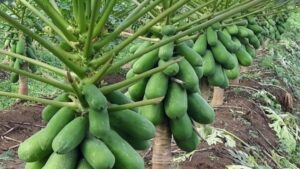 Pepaya, Unggul, Harga Murah, LMGA AGRO, Toko, Online Pertanian, LMGA,AGRO, Tahan Virus, Tahan kuning, Hasil Tinggii, IPB 9, Pepaya IPB 9