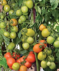 tips mengatasi layu pada tomat, tomat, benih, tips, jual benih, lmga agro, toko pertanian, murah, harga grosir