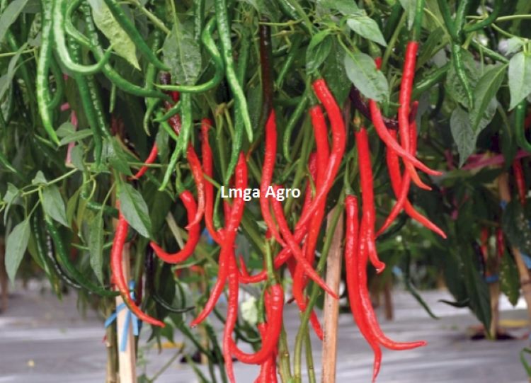 Cabe Merah, Inko 99, Cabe Keriting Inko 99, Cabe Merah Keriting, Buah Cabe Keriting, Lmga Agro, Toko Pertanian, Toko Pertanian Terdekat, Toko Tani, Inko Seed