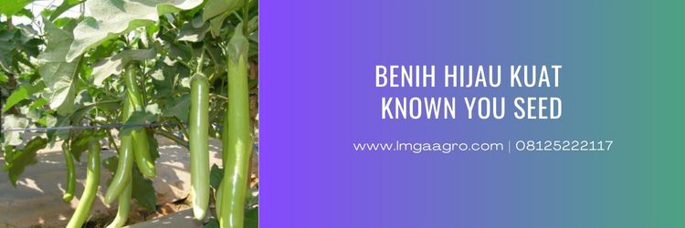 Benih Terong, Benih Terong Hijau Kuat, Bibit Terong Hijau Kuat, Bibit Terong Unggul, Harga Terong Hijau Kuat, Known You Seed, Budidaya Terong, Tanaman Terong, Lmga Agro, Toko Pertanian, Toko Pertanian Terdekat