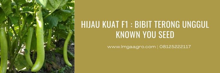 Benih Terong, Benih Terong Hijau Kuat, Bibit Terong Hijau Kuat, Bibit Terong Unggul, Harga Terong Hijau Kuat, Known You Seed, Budidaya Terong, Tanaman Terong, Lmga Agro, Toko Pertanian, Toko Pertanian Terdekat