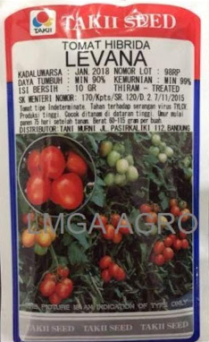 tomat,budidaya tomat,benih tomat,tomat merah,cara menanam tomat, levana