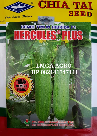 timun hercules plus, Tanaman, sayur, buah, benih, pertanian, lmga agro