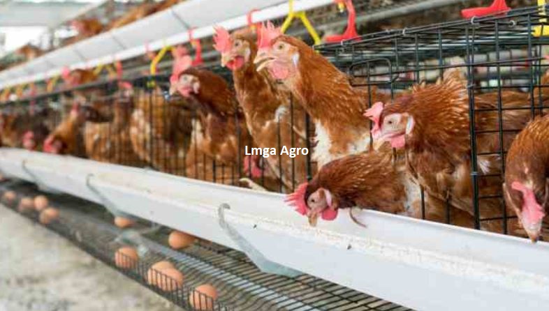 Peternakan Ayam, Pupuk Kandang, Kotoran Ayam, Pupuk Organik, Lmga Agro, Toko Pertanian, Toko Tani, Toko Pertanian Terdekat