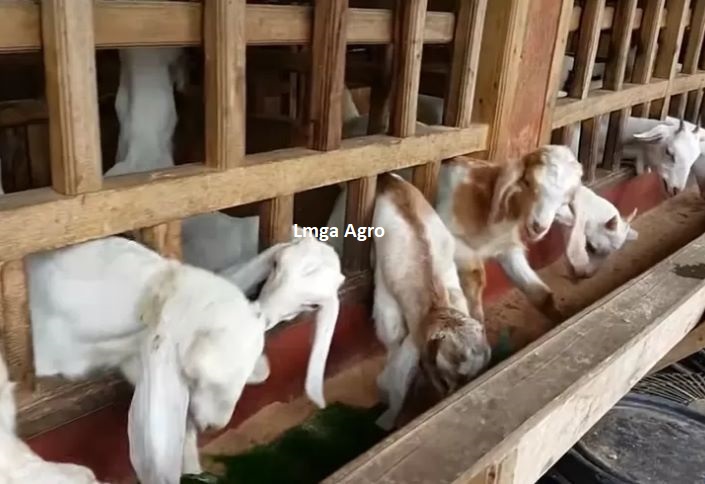 Peternakan Kambing, Pupuk Kandang, Kotoran Kambing, Pupuk Organik, Lmga Agro, Toko Pertanian, Toko Tani, Toko Pertanian Terdekat