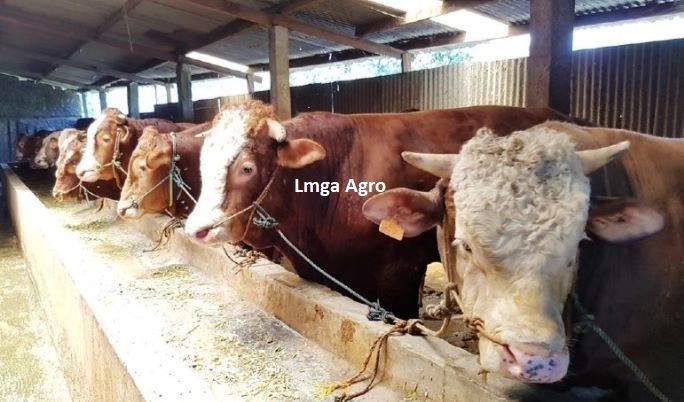 Peternakan Sapi, Pupuk Kandang, Kotoran Sapi, Pupuk Organik, Lmga Agro, Toko Pertanian, Toko Tani, Toko Pertanian Terdekat