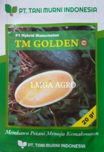 TM Golden, semangka,benih, benih semangka, semangka tm golden, semangka kuning, semangka inul