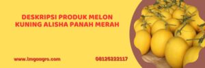 melon alisha, melon kuning alisha, benih melon alisha, bibit melon alisha, tahan virus, deskripsi melon alisha, jual melon alisha, panah merah, east west, ewindo, toko pertanian, toko pertanian terdekat, lmga agro