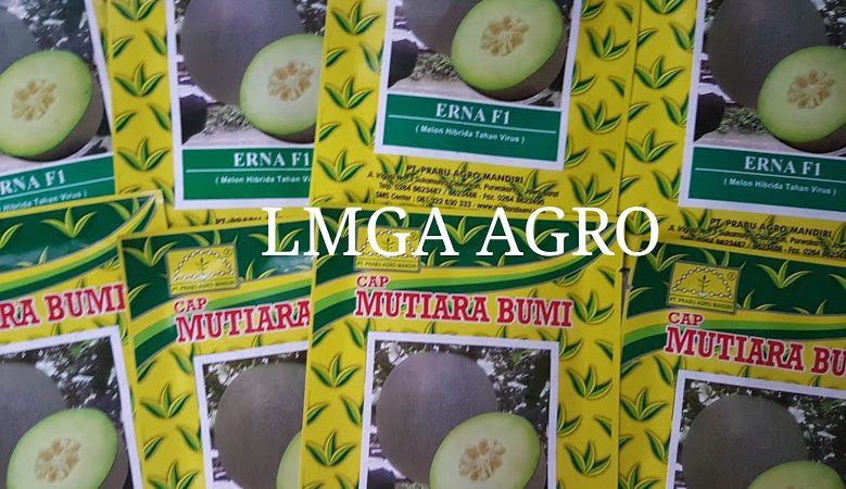 Jual Bibit Melon Erna F1 Terbaru Harga Murah Kualitas Anti Virus