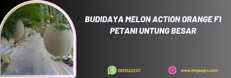 Budidaya Melon Action Oranga F1, Cara Menanam Melon, Tanaman melon, Budidaya Melon, Melon, Benih Melon, Melon Orange, Lmga Agro, Bisi