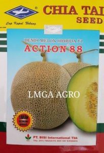 Jual Bibit Melon Action 88 F1