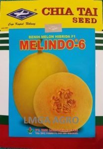 Jual Bibit Melon Melindo 6 F1