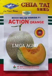 Jual Bibit Melon Action Orange F1