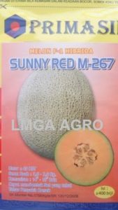 Jual Bibit Melon Sunny Red F1