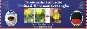Polinasi Menanam Semangka, Semangka, Semangka Inul, LMGA AGRO, Toko Pertanian, Harga murah