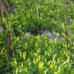 Benih,Bibit, Cabai, F1 Bhaskara,LMGA AGRO