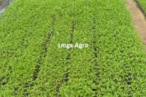 Cabe Keriting Jacko 99, Cabe Keriting, Cabe Keriting, Tanaman Cabe, Budidaya Cabe, Menanam Cabe, Budidaya Cabai, Tanaman Cabai, Jual Benih Cabe, Jacko 99, Lmga Agro, Toko pertanian, Toko Tani, Toko Pertanian Terdekat