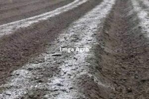 Pupuk Cabe, Pupuk Tanaman Cabe, Tanaman Cabe, Menanam Cabe, Budidaya Cabe, Pupuk Tanaman Cabe, Pupuk Dasar Cabe, Toko Pertanian, Toko Tani, Toko Pertanian Terdekat, Lmga Agro