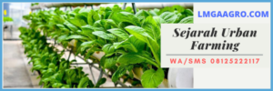 sejarah, urban, farming, pertanian, pertanian urban