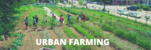 kebun, tanaman, perkotaan, kota, urban