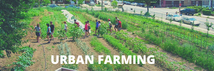 kebun, tanaman, perkotaan, kota, urban, farming, urban farming