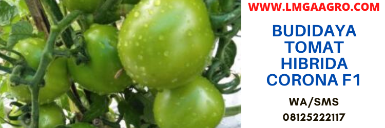 budidaya, tomat, hibrida, corona, f1, bisi, jual benih tomat corona, bibit tomat, benih tomat, benih tomat corona, bibit tomat corona, lmga agro, toko pertanian, toko tani
