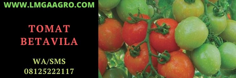 tomat, betavila, f1, hibrida