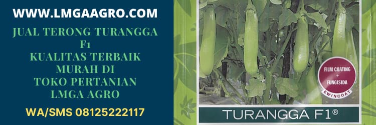 jual, benih, bibit, terong turangga f1, lmga agro, panah merah, turangga, turangga f1