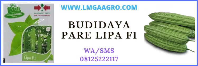 budidaya, pare, lipa, f1, hibrida, cara menanam, budidaya pare, cara menanam pare. budidaya pare lipa f1, cara menanam pare lipa f1