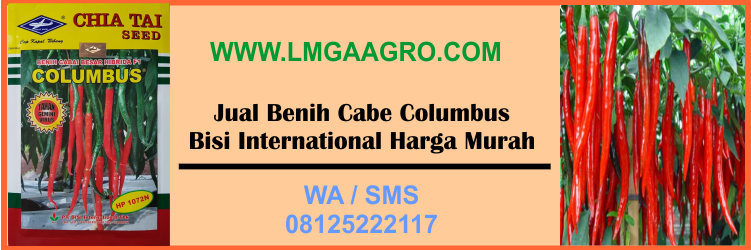 Jual Benih Cabe Columbus Bisi International Harga Murah