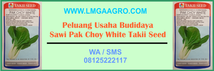 Jual, Benih, Bibit, Sawi, Sayuran, Sawi Hijau, Sawi Putih, Pak Choy, Pakcoy, Peluang, Usaha, Budidaya, Sehat, Bergizi